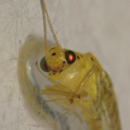 Apertochrysa prasina