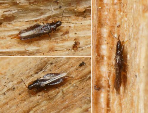 Hoplothrips sp.