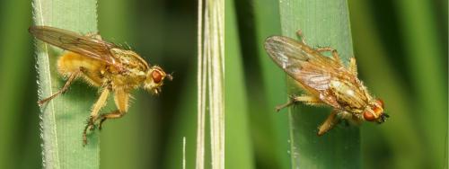Scathophaga stercoraria