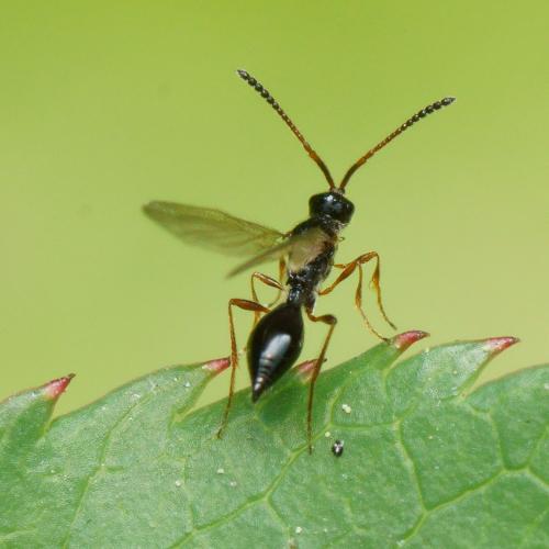 Réf. 117 132 : Belytinae inconnu