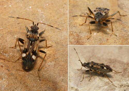 Beosus maritimus