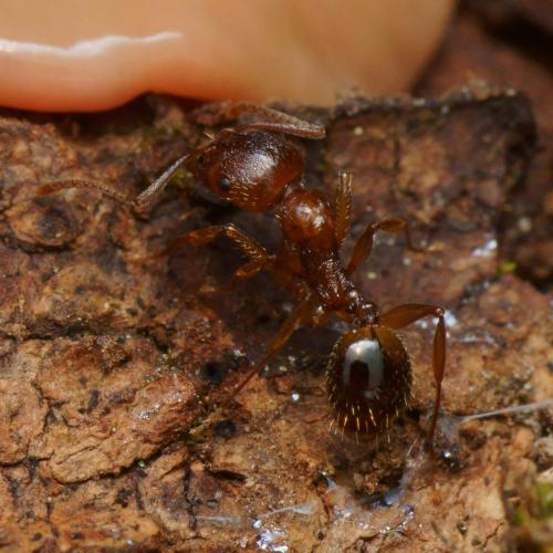 Réf. 117 347 : Aphaenogaster subterranea