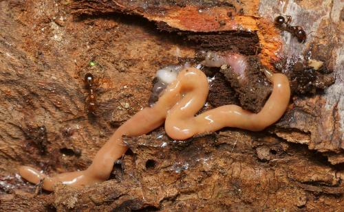 Aphaenogaster subterranea