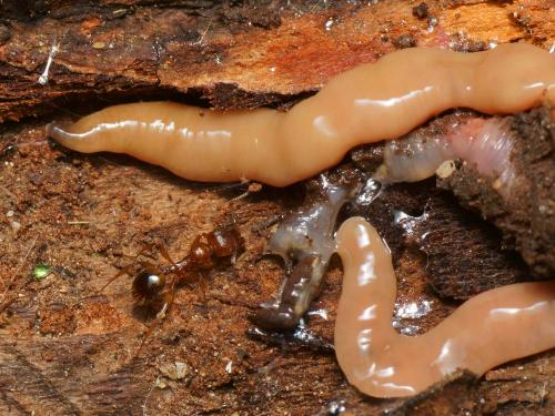 Réf. 117 354 : Aphaenogaster subterranea