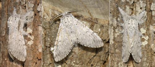 Cerura vinula