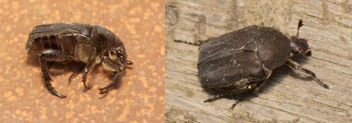 Réf. 117 630 : Netocia morio