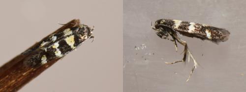 Denisia albimaculea