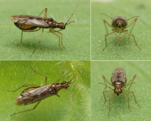 Réf. 117 745 : Dicyphus sp.
