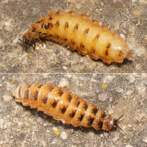 Drilus flavescens