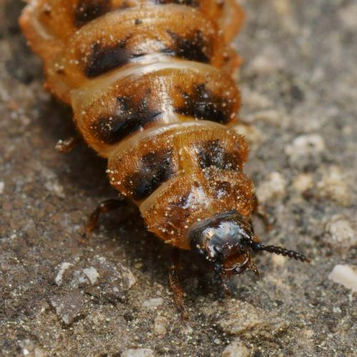 Réf. 117 754 : Drilus flavescens