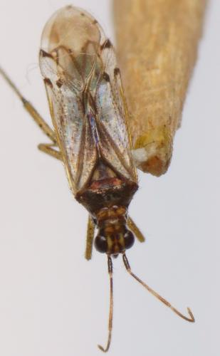Réf. 117 921 : Dicyphus sp.
