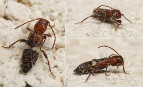 Réf. 117 923 : Poecilium fasciatum