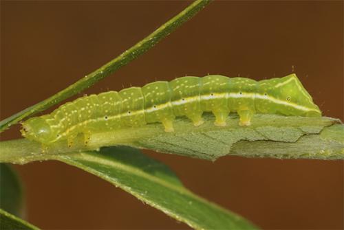 Réf. 117 502 : Amphipyra sp.