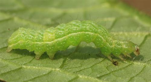 Réf. 117 503 : Diachrysia chrysitis