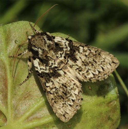 Réf. 117 706 : Polyploca ridens