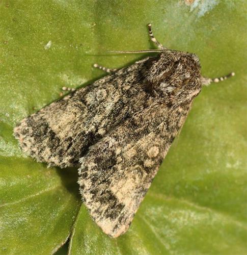 Réf. 117 707 : Subacronicta megacephala