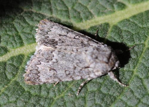 Acronicta sp.