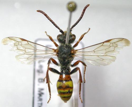 Nomada flava