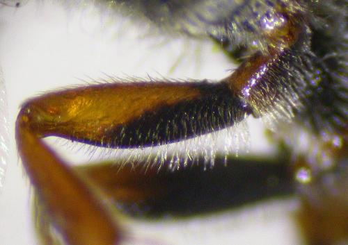 Nomada flava