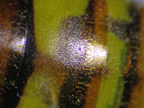 Nomada flava