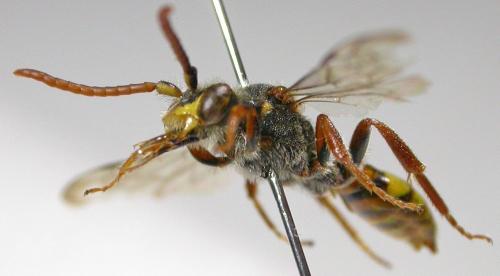 Nomada flava