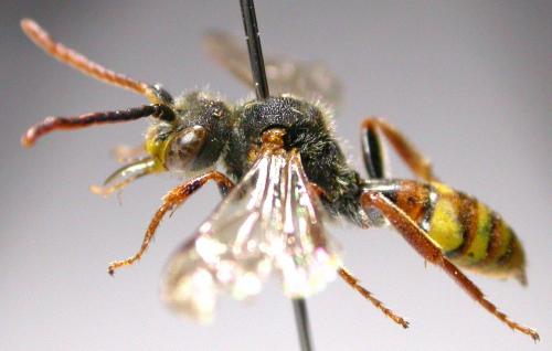 Nomada flava