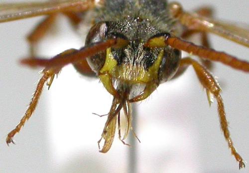 Nomada flava