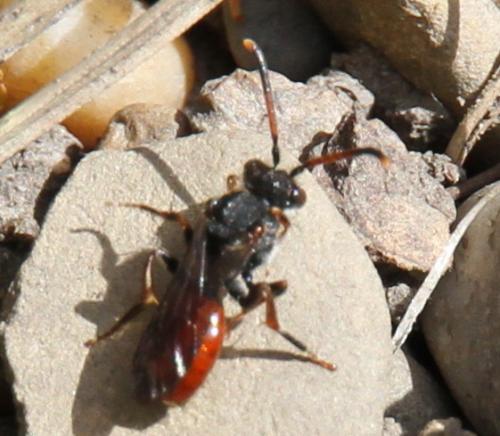 Nomada fabriciana