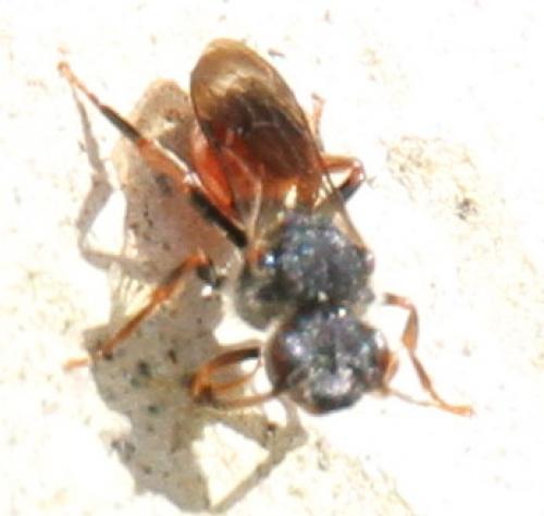 Nomada fabriciana