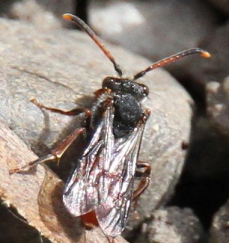 Nomada fabriciana