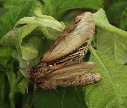 Réf. 117 098 : Pheosia tremula