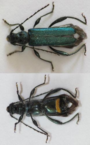 Callimus angulatus