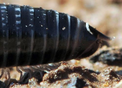 Réf. 117 288 : Ommatoiulus sabulosus