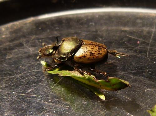 Réf. 117 305 : Onthophagus vacca