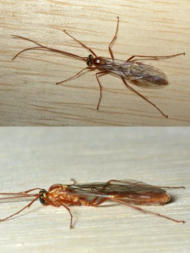 Ophion variegatus