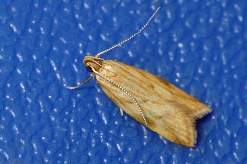 Réf. 117 220 : Orophia ferrugella
