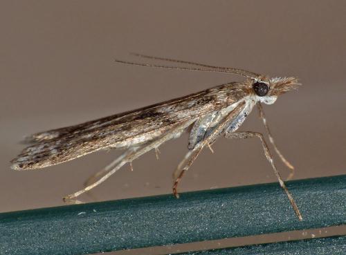 Réf. 117 689 : Eudonia angustea