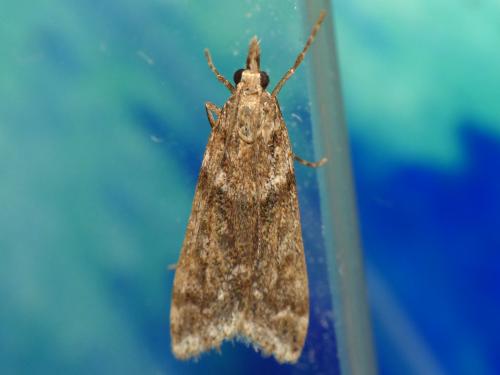 Réf. 117 690 : Eudonia angustea