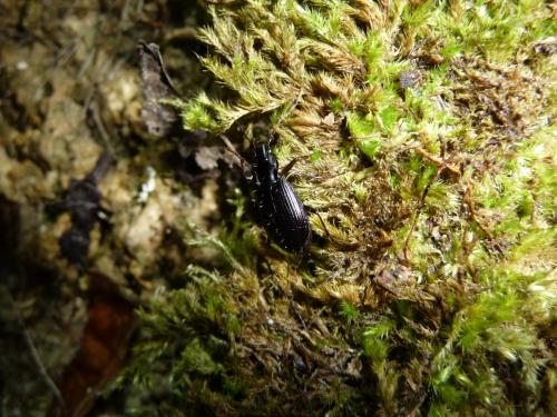 Platynus assimilis