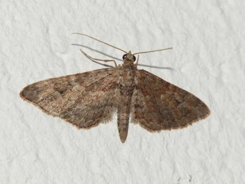 Réf. 117 264 : Gymnoscelis rufifasciata
