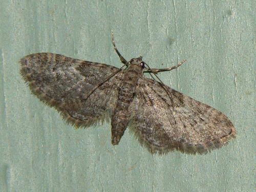 Gymnoscelis rufifasciata