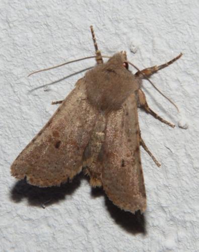 Réf. 117 353 : Xanthia ruticilla