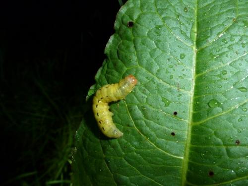 Noctua pronuba