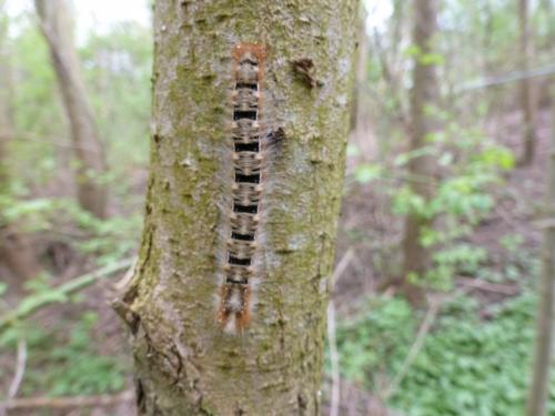 Lasiocampa quercus