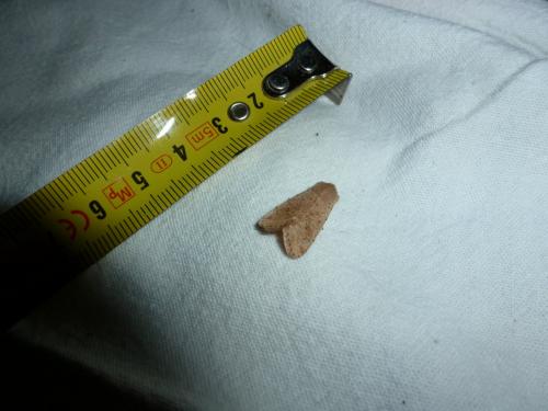 Orthosia cruda