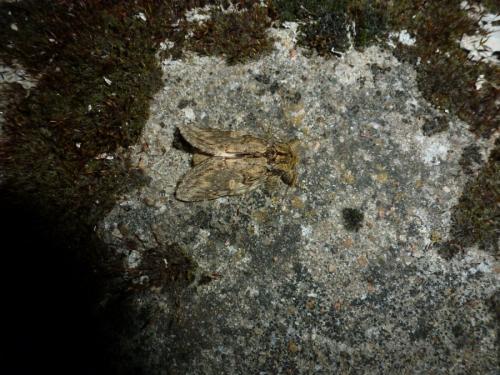 Peridea anceps