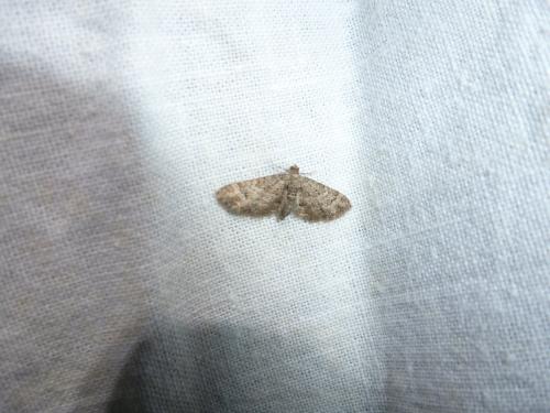 Gymnoscelis rufifasciata