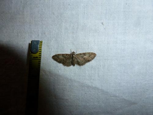 Eupithecia abbreviata