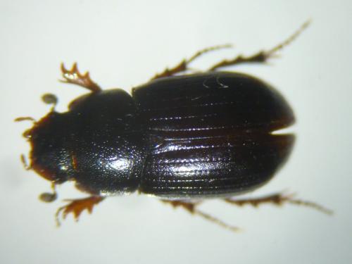 Parammoecius pyrenaeus