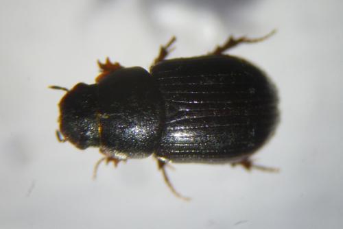Parammoecius corvinus